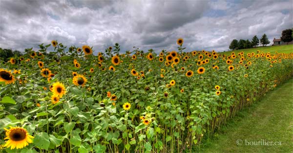 The Magic of SUnflowers | Muskoka Blog